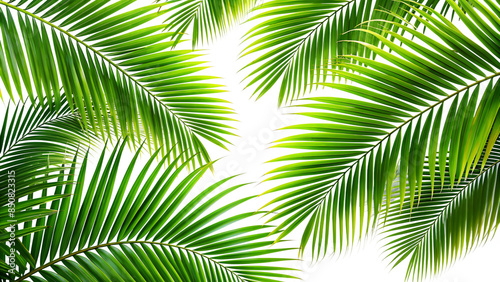 Palm tree leaves on a transparent background, palm leaves PNG.