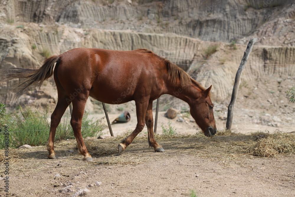 Brown mare. Horse grazing on rural farm with mountains in the background and copy space. Farm animal. Equine. Brown mare. Horse grazing on rural farm with mountains in the background and copy space. Farm animal. Equine.
