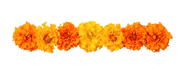 Marigold flowers isolated on a white background. Decorative elements, garland for the Day of the Dead and Indian holidays. Flat lay