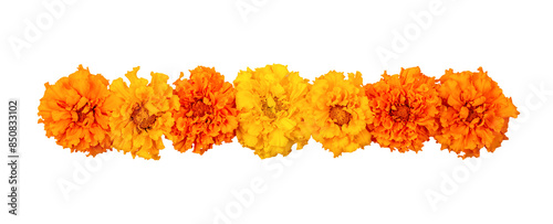 Marigold flowers isolated on a white background. Decorative elements, garland for the Day of the Dead and Indian holidays. Flat lay