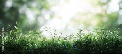Close-Up View of Green Grass Blades With Sunlit Blurred Background