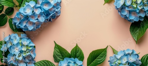 Blue Hydrangea Flowers With Green Leaves on a Tan Background