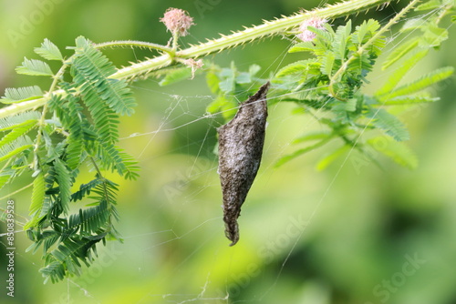 A cocoon on a mimosa plant