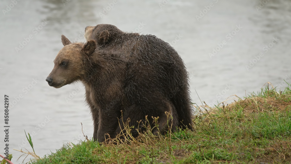 Two brown bear cubs playing Two brown bear cubs playing