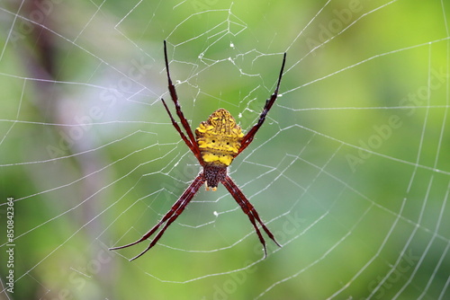 A spider waiting for prey in its web