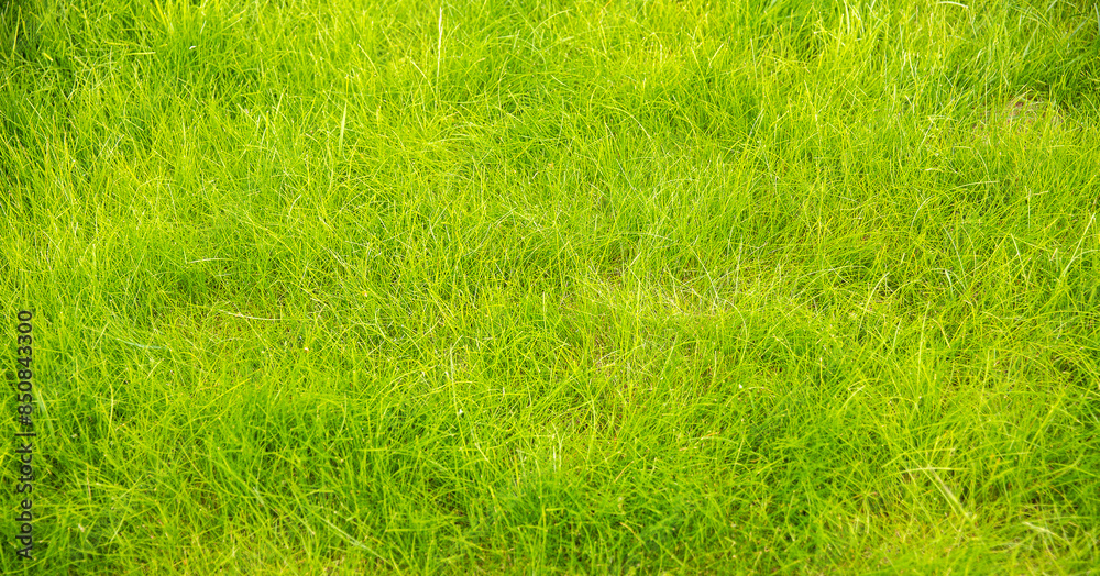 Green background. Bright lush green grass in the meadow. Beautiful natural background made of natural grass. Green background. Bright lush green grass in the meadow. Beautiful natural background made of natural grass.