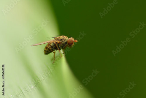 a fly in nature perched on a leaf, macro, photography, insect, close up.