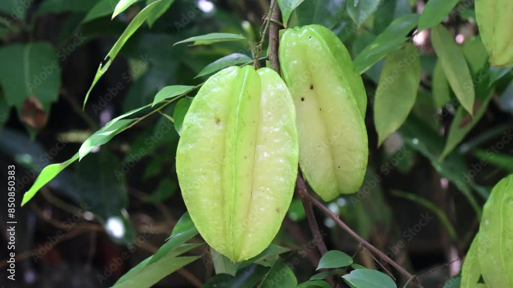 Close-up of Star Fruit / Carambola fruits hanging on tree. Averrhoa Carambola fruits and leaves on plant moving in mild breeze. Close-up of Star Fruit / Carambola fruits hanging on tree. Averrhoa Carambola fruits and leaves on plant moving in mild breeze.