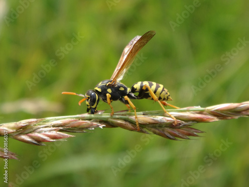 The European paper wasp (Polistes dominula), female on an ear of grass photo