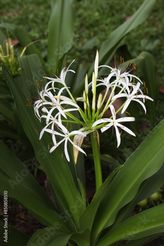 Poison bulb or Grand Crinum lily (Crinum asiaticum) with blooming flowers