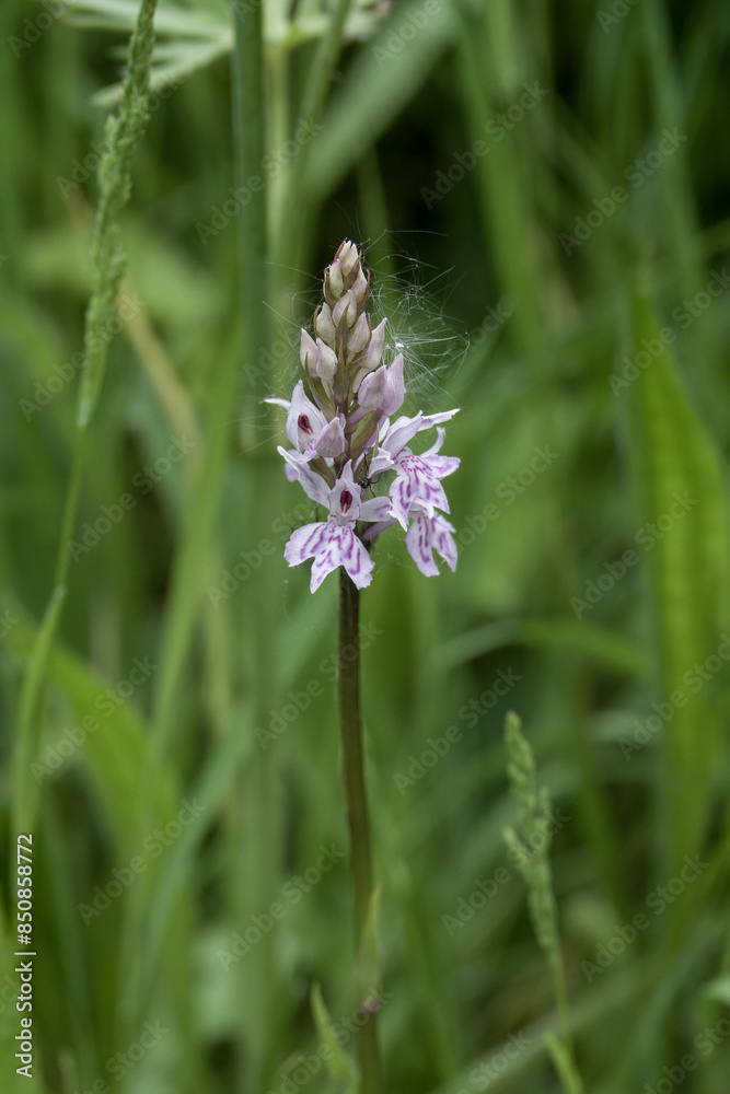 The Common Spotted orchid is the county flower of West Lothian The Common Spotted orchid is the county flower of West Lothian