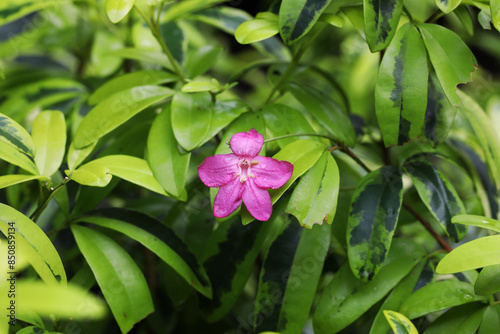 Pink Lemonia flower (Ravenia spectabilis) with variegated leaf photo