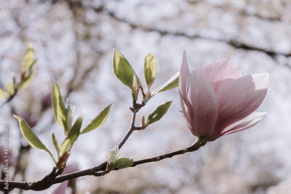 Closeup of branch pink magnolia blossoms in full bloom Closeup of branch pink magnolia blossoms in full bloom