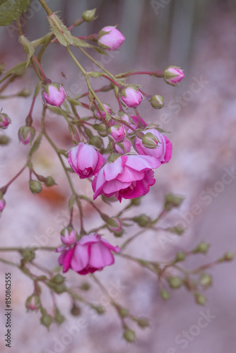 Zauberhafte Rosen - pinke Blüten im Sommergarten