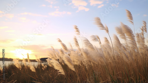 Serene Sunset Amidst Whispering Reed Grass photo