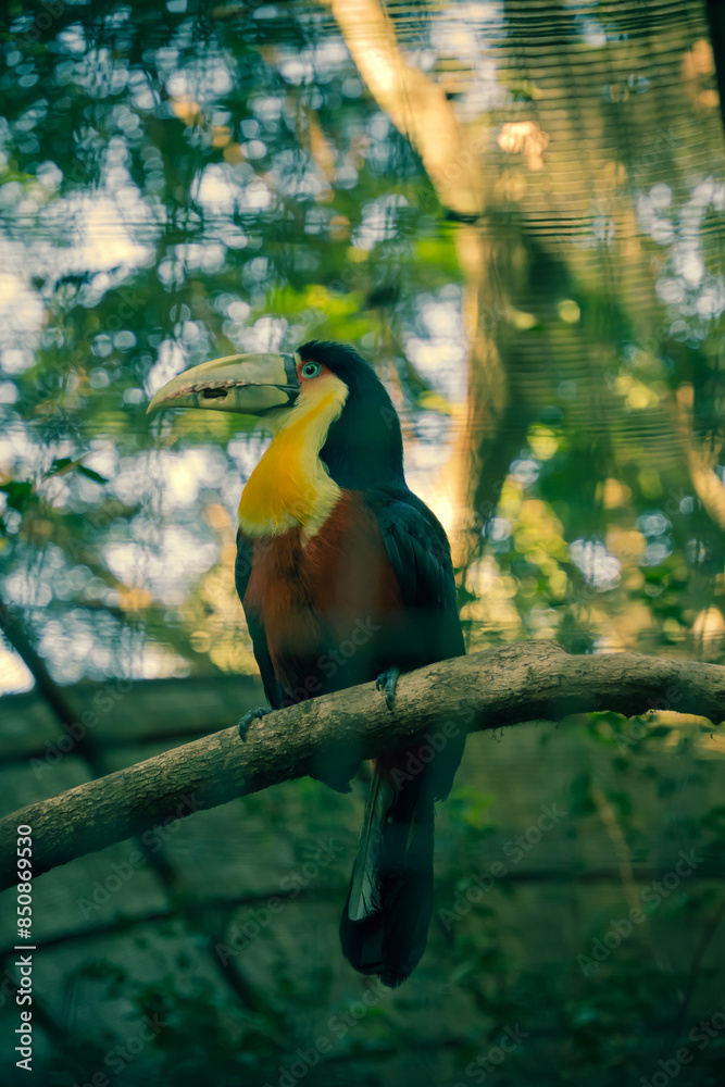 Toucan Profile