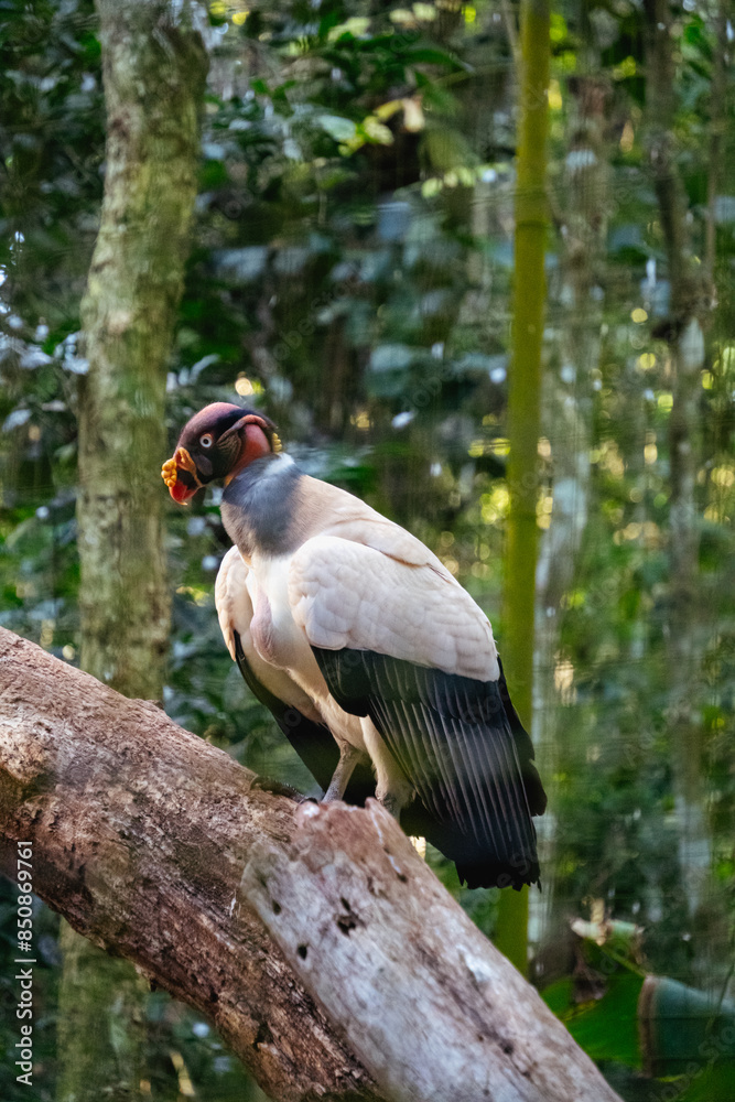 Exotic bird