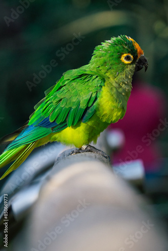 relaxed bird