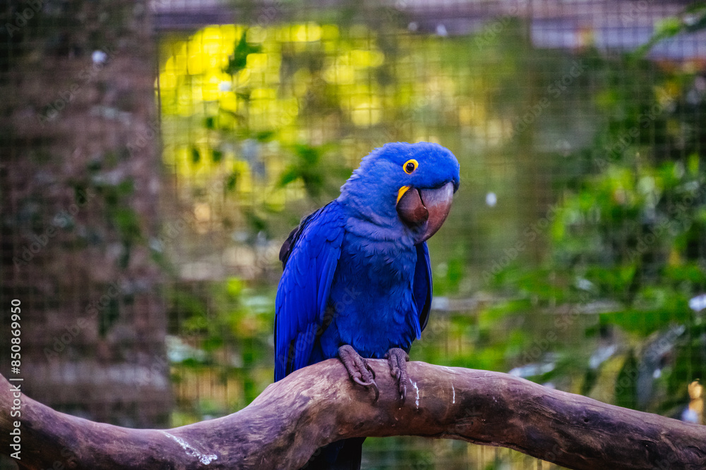 Smiling arara