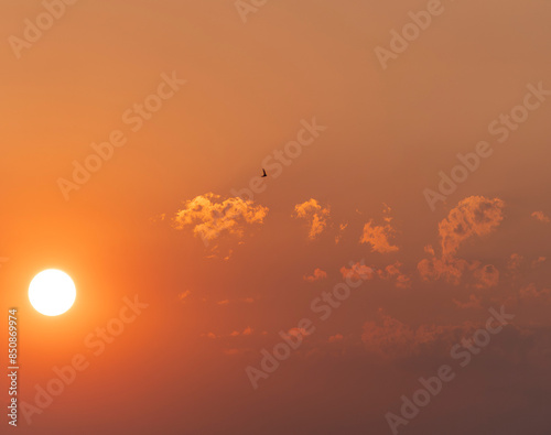 sun setting and birds flying