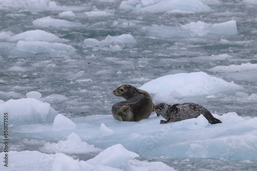 Seals hauled out ontop of an iceberg in frozen Alaska nature photo