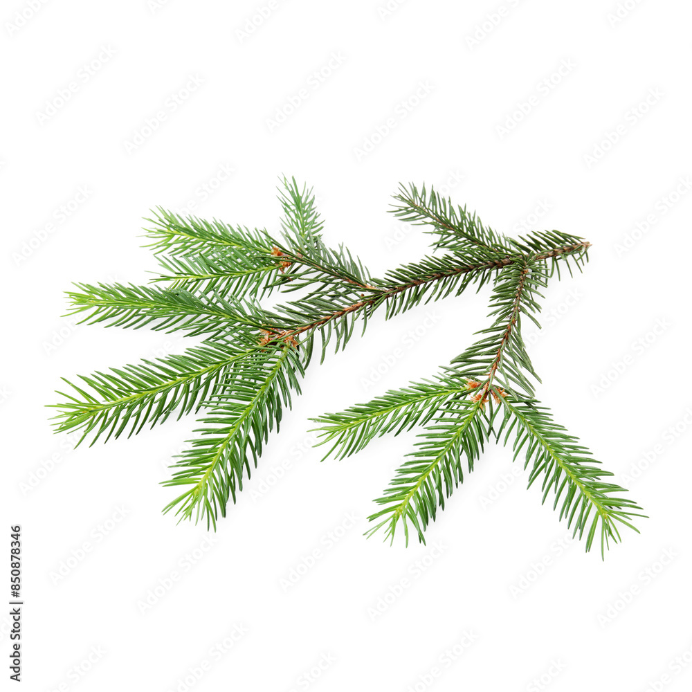 Green pine tree branch isolated on white