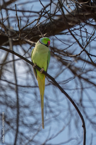 A Ring Neck Parakeet on a Tree Branch photo
