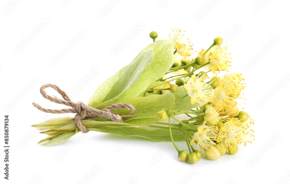Obraz premium Bunch of beautiful linden blossom isolated on white