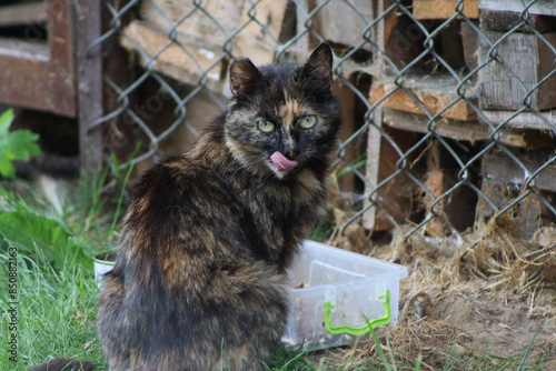 a small kitten near a warehouse with firewood