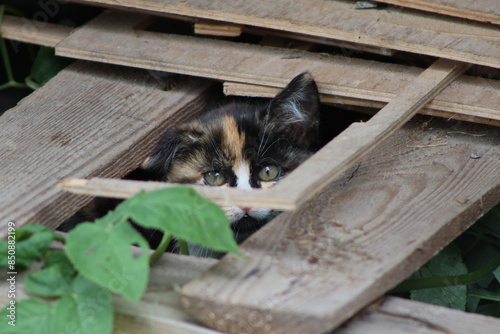 a small kitten near a warehouse with firewood