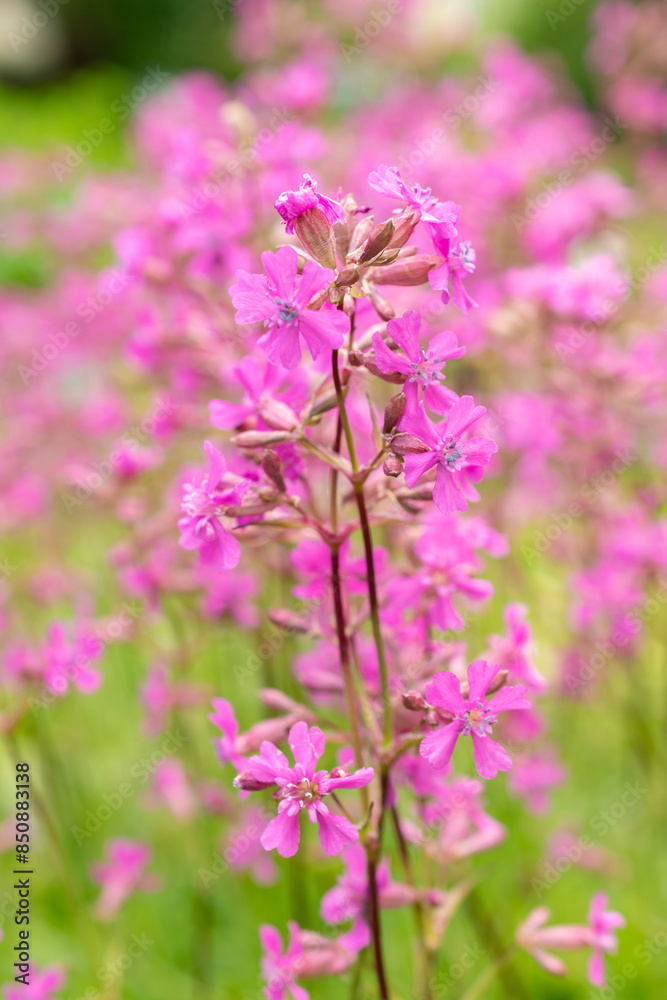 Sticky catchfly or Silene Viscaria plant in Saint Gallen in Switzerland Sticky catchfly or Silene Viscaria plant in Saint Gallen in Switzerland