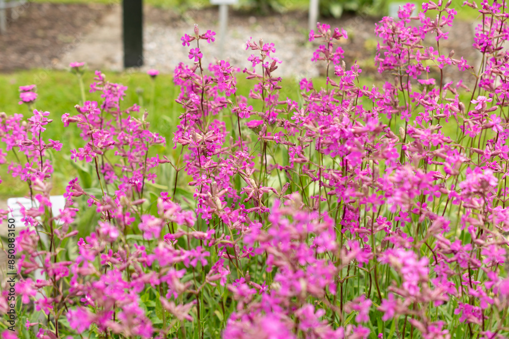 Sticky catchfly or Silene Viscaria plant in Saint Gallen in Switzerland Sticky catchfly or Silene Viscaria plant in Saint Gallen in Switzerland