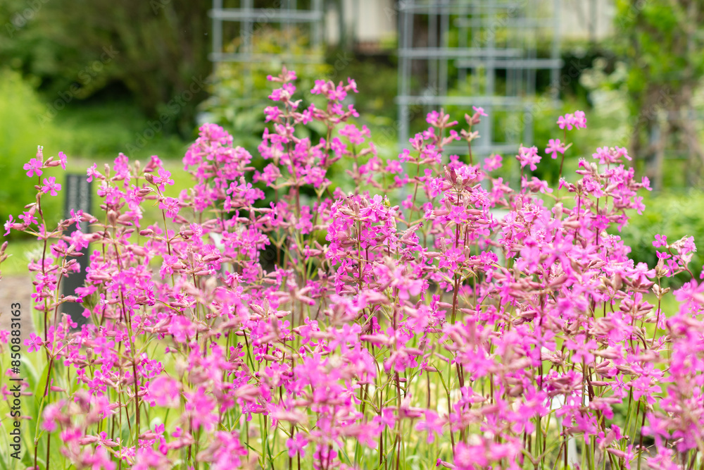 Obraz premium Sticky catchfly or Silene Viscaria plant in Saint Gallen in Switzerland
