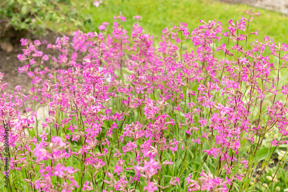 Sticky catchfly or Silene Viscaria plant in Saint Gallen in Switzerland Sticky catchfly or Silene Viscaria plant in Saint Gallen in Switzerland
