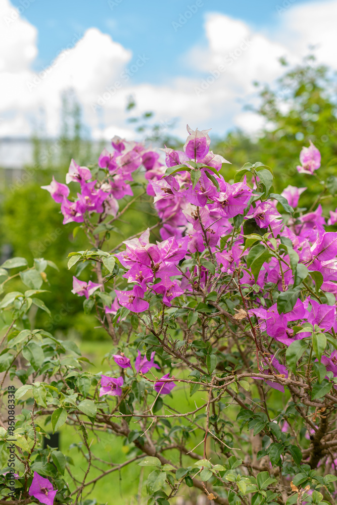 Obraz premium Bougainvillea X Buttiana plant in Saint Gallen in Switzerland
