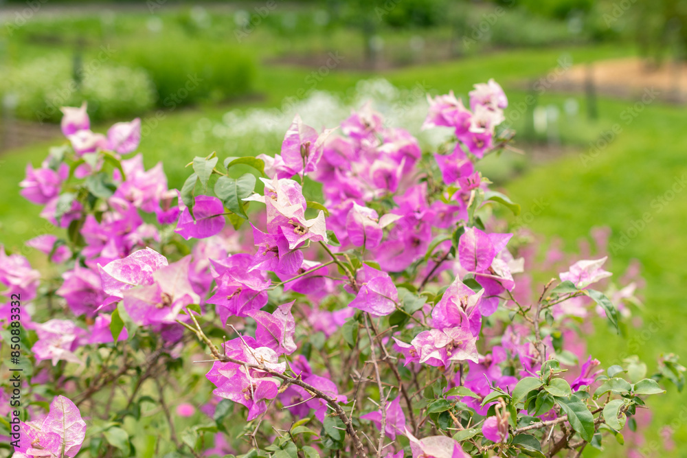 Bougainvillea X Buttiana plant in Saint Gallen in Switzerland