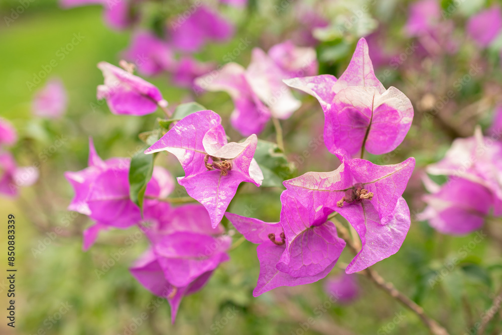 Bougainvillea X Buttiana plant in Saint Gallen in Switzerland Bougainvillea X Buttiana plant in Saint Gallen in Switzerland