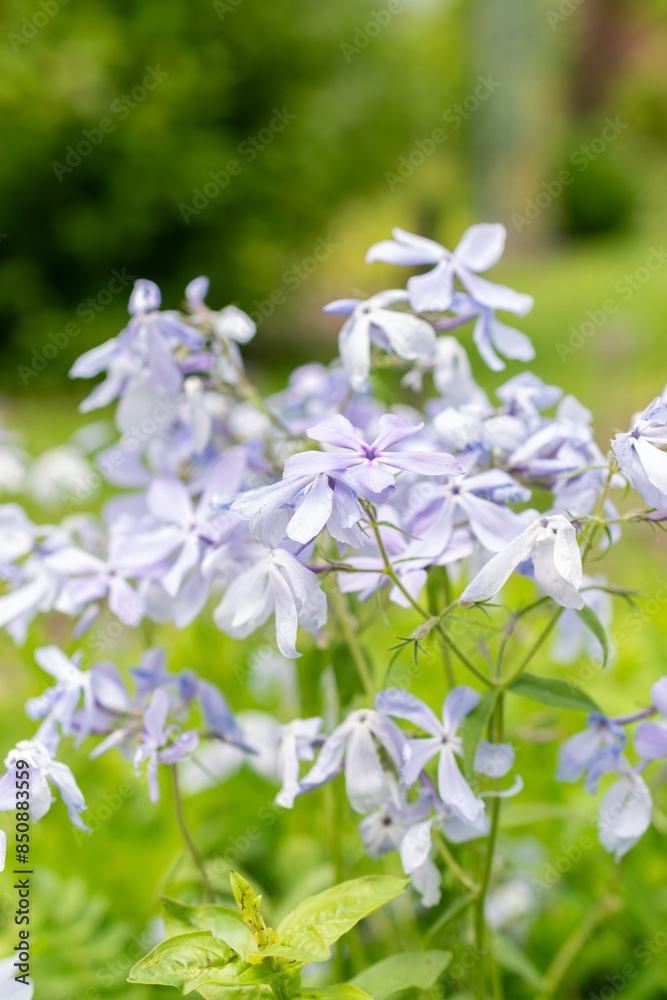 Creeping Phlox or Phlox Stolonifera plant in Saint Gallen in Switzerland