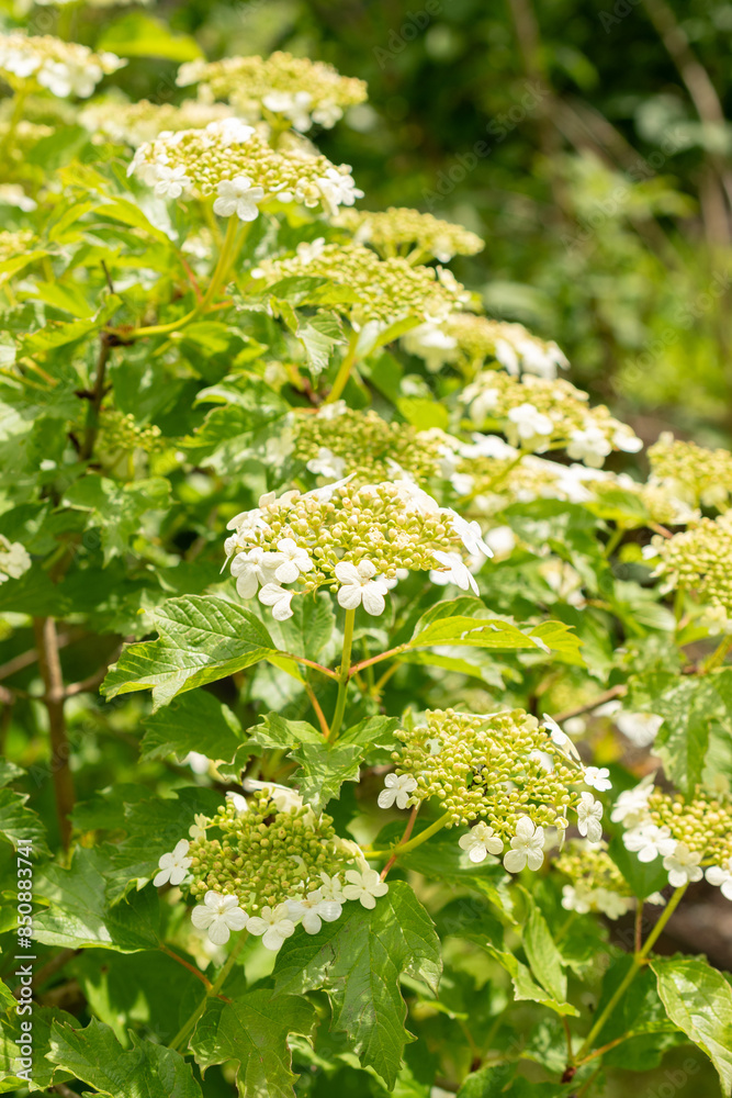 Guelder rose or Viburnum Opulus plant in Saint Gallen in Switzerland Guelder rose or Viburnum Opulus plant in Saint Gallen in Switzerland