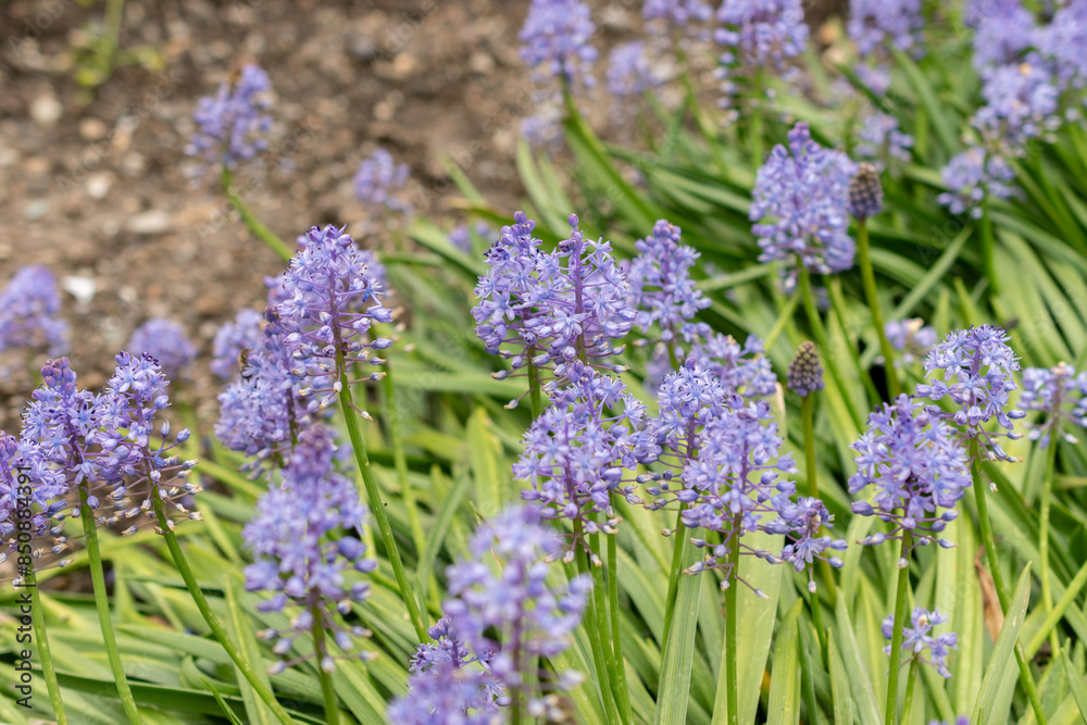 Obraz premium Dalmatian scilla or Scilla Litardierei plant in Saint Gallen in Switzerland