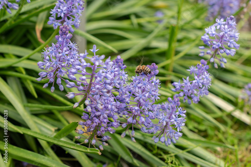 Dalmatian scilla or Scilla Litardierei plant in Saint Gallen in Switzerland photo