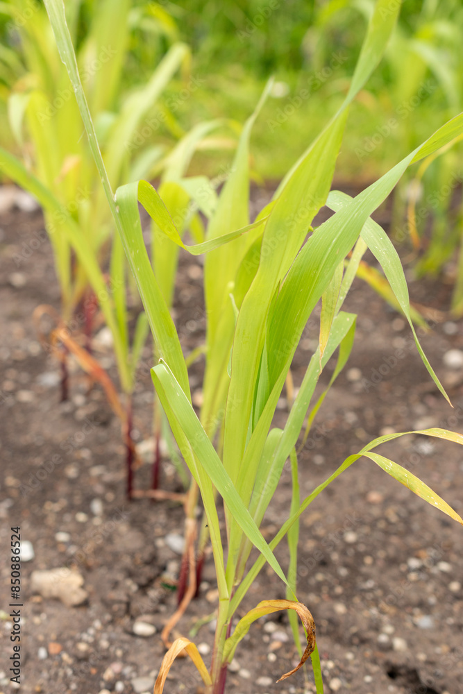 Obraz premium Corn or Zea Mays plant in Saint Gallen in Switzerland