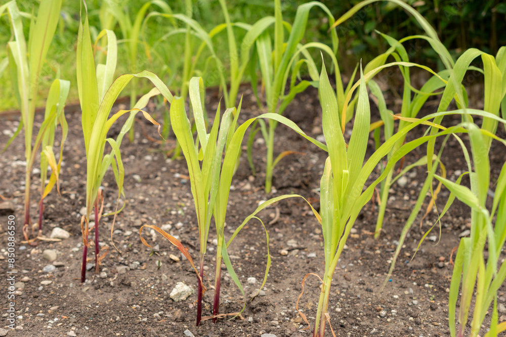 Corn or Zea Mays plant in Saint Gallen in Switzerland Corn or Zea Mays plant in Saint Gallen in Switzerland