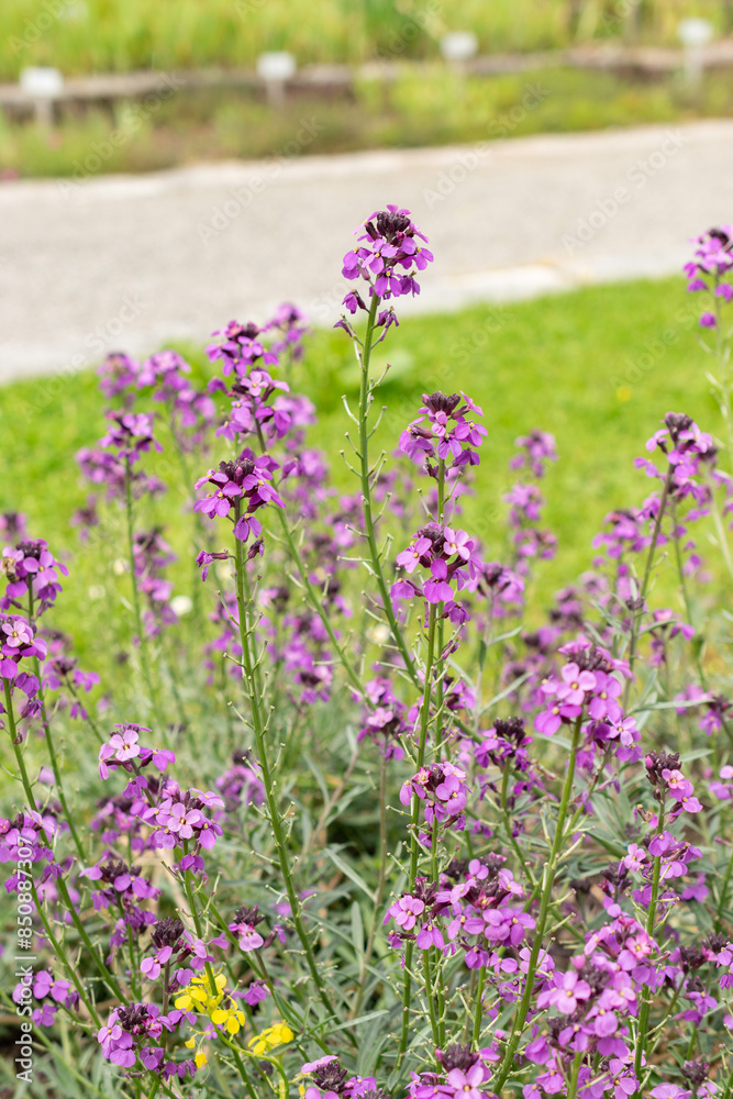 Erysimum Bicolor plant in Saint Gallen in Switzerland Erysimum Bicolor plant in Saint Gallen in Switzerland