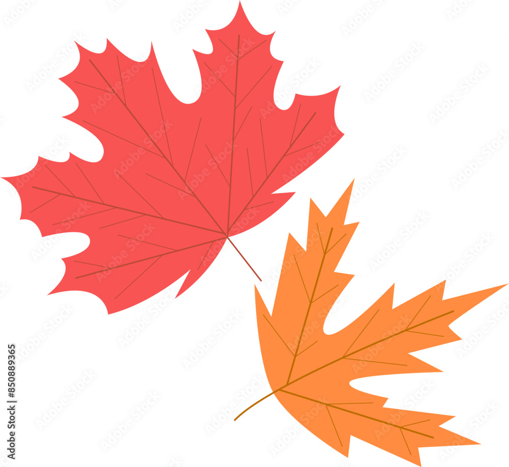Obraz premium maple leaves isolated on white background