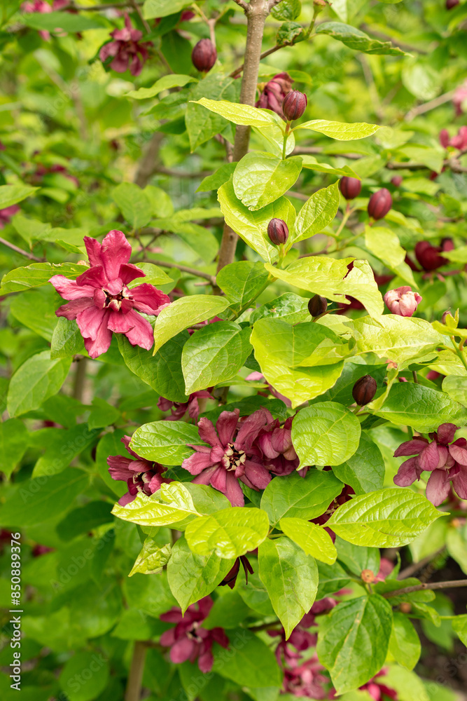 Chinese sweetshrub or Sinocalycanthus Chinensis plant in Saint Gallen in Switzerland