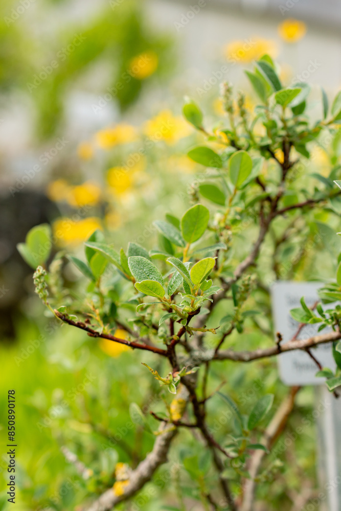 Pyrenean willow or Salix Pyrenaica plant in Saint Gallen in Switzerland Pyrenean willow or Salix Pyrenaica plant in Saint Gallen in Switzerland