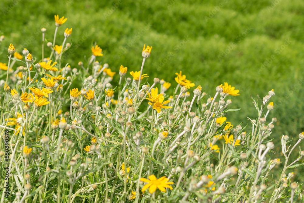 Common woolly sunflower or Eriophyllum Lanatum plant in Saint Gallen in Switzerland Common woolly sunflower or Eriophyllum Lanatum plant in Saint Gallen in Switzerland