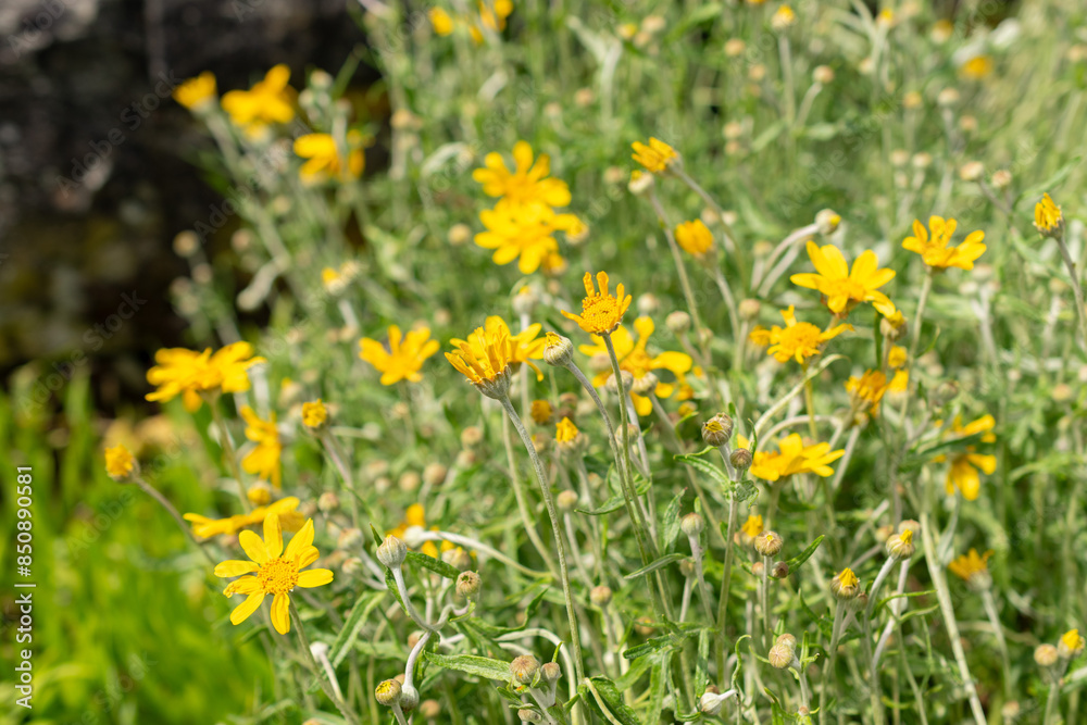 Common woolly sunflower or Eriophyllum Lanatum plant in Saint Gallen in Switzerland Common woolly sunflower or Eriophyllum Lanatum plant in Saint Gallen in Switzerland