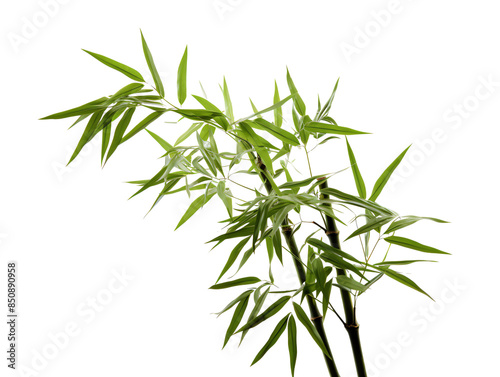 a bamboo plant with leaves